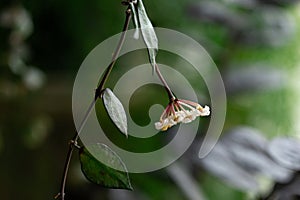 Hoya Krohniana Black Leaves Flower, Plant Care