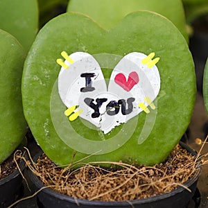 Hoya leaves the heart found in the rain forests around the count