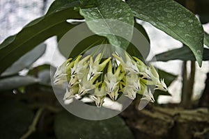 hoya multiflora flower close-up