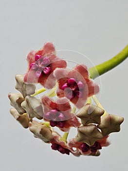 Hoya Obovata Pink Flower