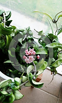 Hoya pink flower