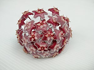 Hoya pubicalyx Pink silver flower