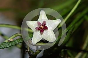 Hoya Retusa white flower