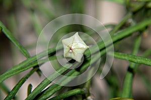 Hoya Retusa white flower with Pseudococcus mealybug