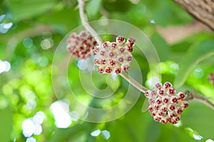 Hoya, Wax plant flower