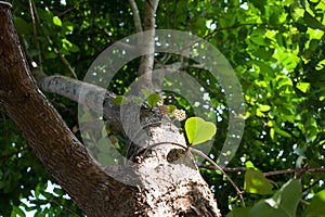 Hoya, Wax plant flower