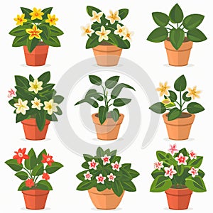 Hoya (Waxplant, Waxvine, Waxflower) Houseplants Pot Plant Icon Set, Hoya Plant Flat Design