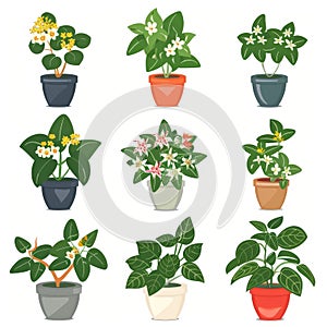 Hoya (Waxplant, Waxvine, Waxflower) Houseplants Pot Plant Icon Set, Hoya Plant Flat Design