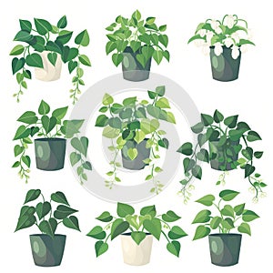 Hoya (Waxplant, Waxvine, Waxflower) Houseplants Pot Plant Icon Set, Hoya Plant Flat Design