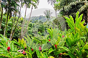 Hoâ€™omaluhia Botanical Garden in Oahu, Hawaii