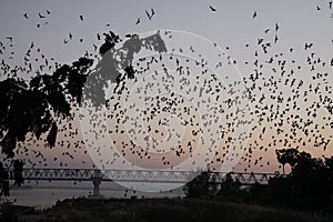 Hpa An Hpa-An Cave, Myanmar: Countless Bats swarming out in the evening dusk