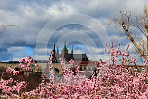 Hradcany hill with cathedral and castle on background of blue sky and blooming pink cherry trees in springtime