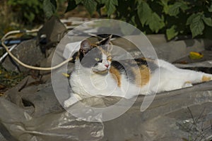 hree colored female cat lying near trawbery in Ukrainain garden