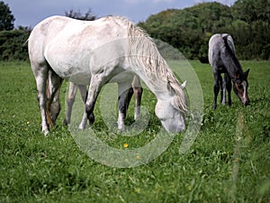 hree gracious horses grazing green grass in a field