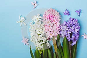 Hree multicolored flowering hyacinth flowers on a blue background. Springtime concept