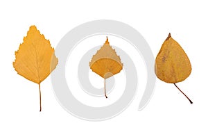 Hree yellow autumn leaf