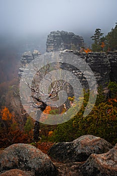 Hrensko, Czech Republic - Lonely tree in Bohemian Switzerland National Park a foggy day with autumn foliage and rock formations