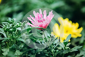 Ð¡hrysanthemum flowers with green leaves in a greenhouse. Nature. Ecology. Wallpaper for your desktop and mobile phone