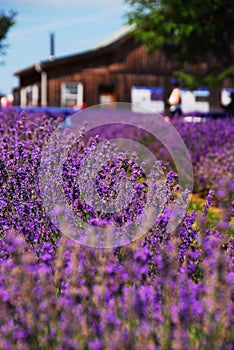 Floreciente lavanda flores en campo pequeno de no demasiado lejos en 