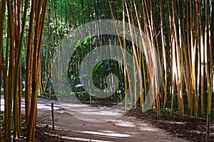 Luz sol sobre el denso bambú Bosque palos polos en,, Francia 