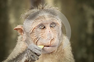 Bonnet Middle aged Macaque Monkey