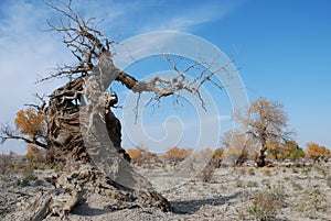 Hu yang tree2