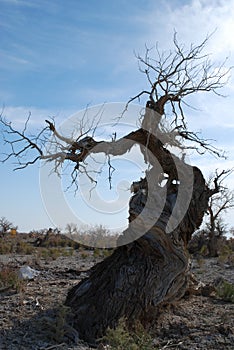 Hu yang tree3