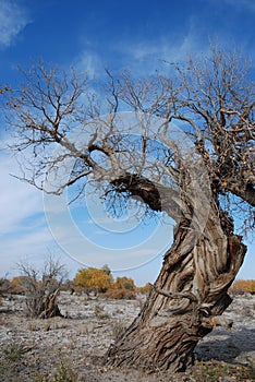 Hu yang tree4