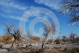 Hu yang tree5