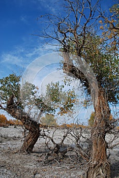 Hu yang tree6