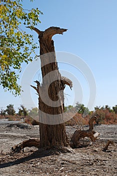 Hu yang tree9