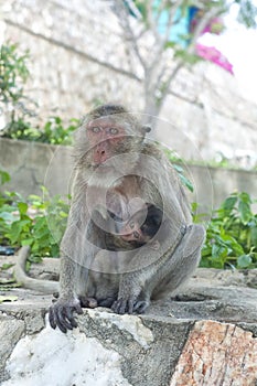 Hua Hin Monkey 12