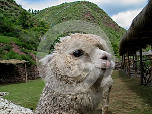 Huacaya alpaca