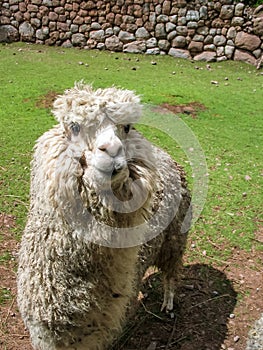 Huacaya alpaca