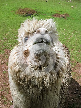 Huacaya alpaca