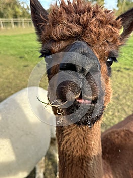 Huacaya alpaca, adorable animal portrait