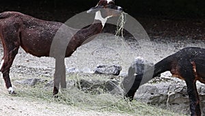 Huacaya alpaca animals grazing dry grass o the ground