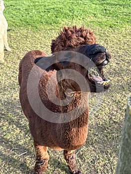 Huacaya alpaca chewing the cud, mouth open