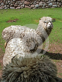 Huacaya alpaca