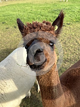 Huacaya alpaca, cute animal portrait