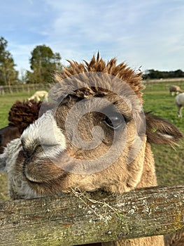 Huacaya alpaca, cute animal portrait