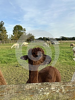 Huacaya alpaca, cute animal portrait