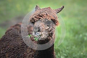 A Huacaya Alpaca Eating Leaf