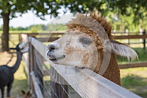 Huacaya alpaca headshot. Portrait of brown coat alpaca on a sunny day
