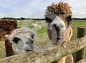 Huacaya alpaca, portrait