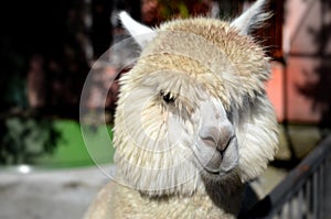 Huacaya alpaca in the zoo of Ukraine