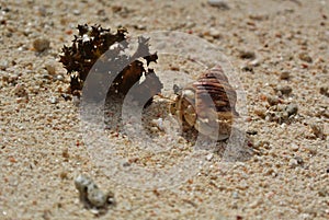 Huahine, hermit crab and seaweed on beach