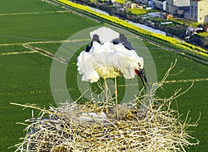 Huaian, Jiangsu: Oriental white storks, the \