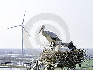 Huaian, Jiangsu: Oriental white storks, the \