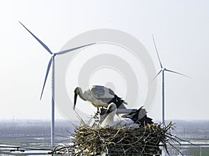 Huaian, Jiangsu: Oriental white storks, the \